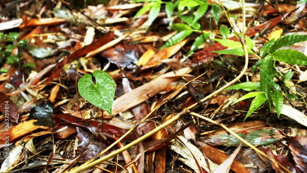 森の中の植物と落ち葉 森の中の植物と落ち葉