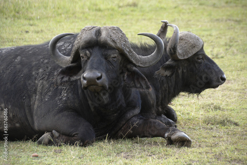 Cape buffaloes  African buffaloes  resting  Masai Mara Game Reserve  Kenya