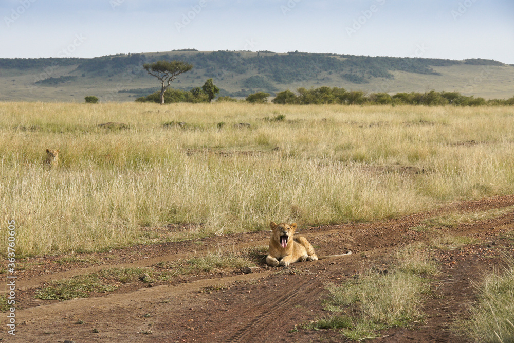 Lion cub yawning while resting in road, Masai Mara Game Reserve, Kenya Lion cub yawning while resting in road, Masai Mara Game Reserve, Kenya