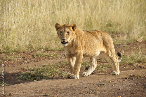 Curious lion cub walking in road  Masai Mara Game Reserve  Kenya