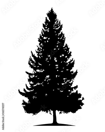 Tree silhouette, black spruce on white background.