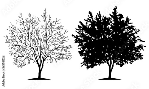 Silhouette of a deciduous tree. Rowan in winter and summer.