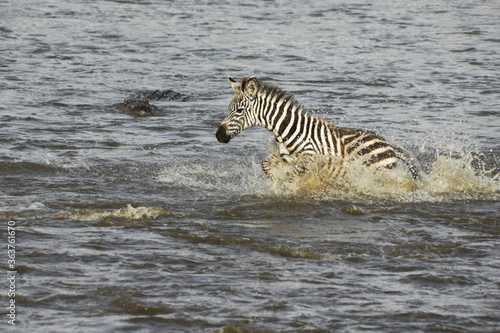 Young Burchell's (common or plains) zebra crossing crocodile-infested Mara River, Masai Mara Game Reserve, Kenya