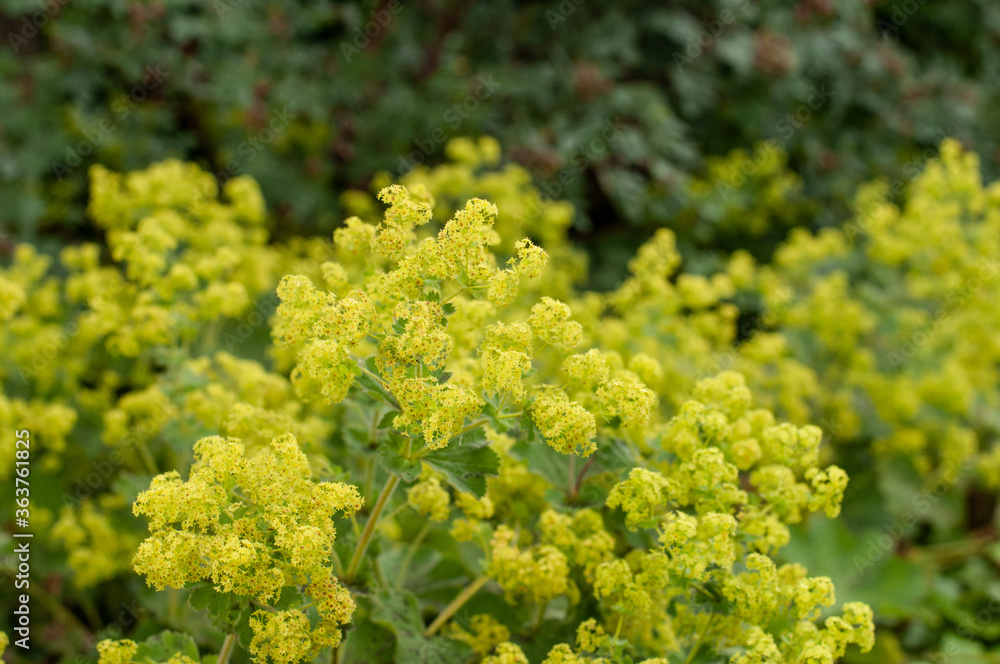 clusters of chartreuse colored flowers of a lady´s mantle clusters of chartreuse colored flowers of a lady´s mantle