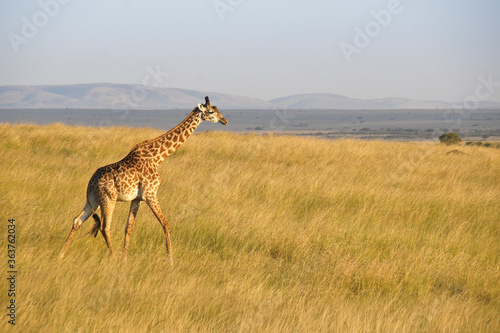 Masai giraffe walking across the savanna, Masai Mara Game Reserve, Kenya