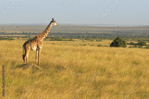 Masai giraffe looking across the savanna, Masai Mara Game Reserve, Kenya