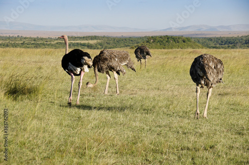 Masai ostriches (one male, three females) feeding, Masai Mara Game Reserve, Kenya