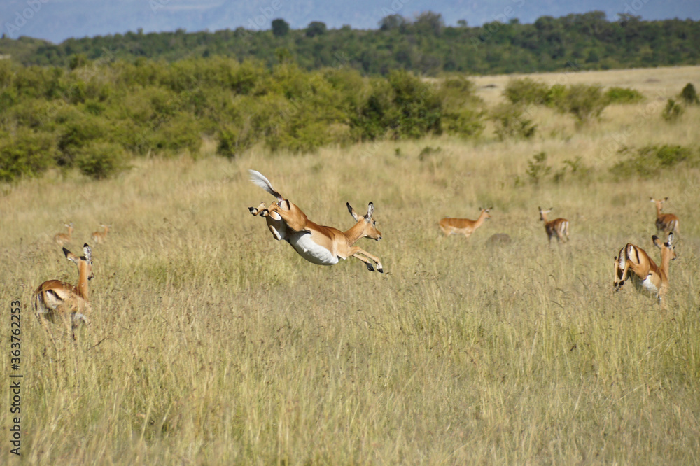 Female impalas running and jumping, Masai Mara Game Reserve, Kenya Female impalas running and jumping, Masai Mara Game Reserve, Kenya