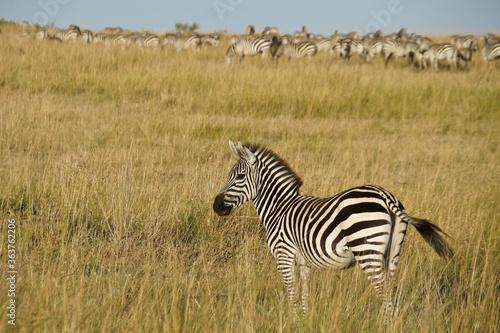 Burchell s  common or plains  zebra on grassy hillside  Masai Mara Game Reserve  Kenya