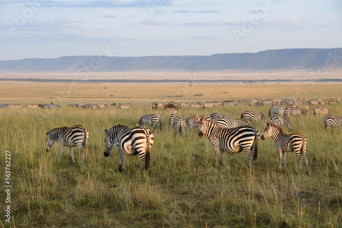 Burchell s  common or plains  zebra grazing on plain  Oloololo Oldoinylo Siria Escarpment in background   Masai Mara Game Reserve  Kenya