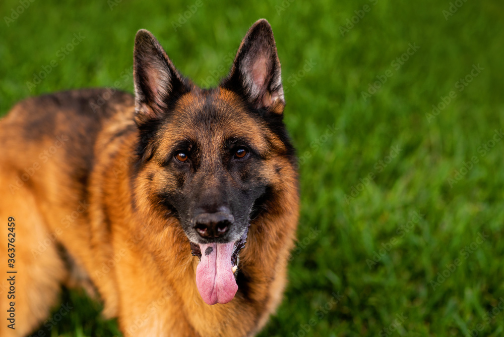 German Shepherd Dog Healthy purebred dog photographed outdoors in the backyard late in the evening close up 