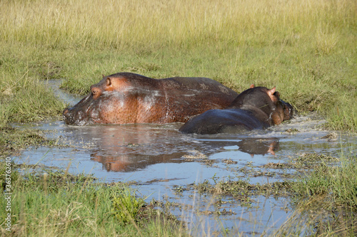 Fotografia, Obraz Hippos wallowing in a small pool, Masai Mara Game Reserve, Kenya