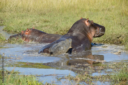 Hippos wallowing (and defecating) in a small pool, Masai Mara Game Reserve, Kenya