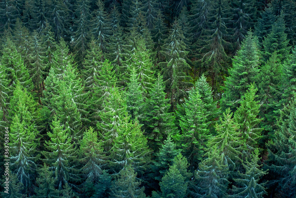 Full Frame Shot Of Pine Trees In Forest