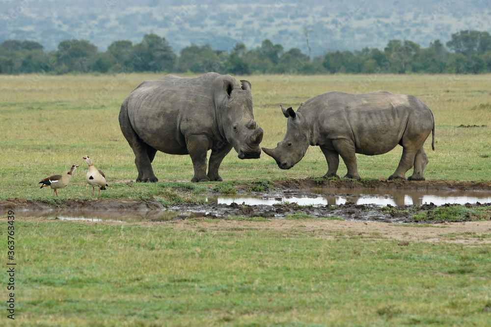 Female white rhinoceros (with sawed-off horns to deter poaching) and calf with Egyptian geese at waterhole, Ol Pejeta Conservancy, Kenya Female white rhinoceros (with sawed-off horns to deter poaching) and calf with Egyptian geese at waterhole, Ol Pejeta Conservancy, Kenya