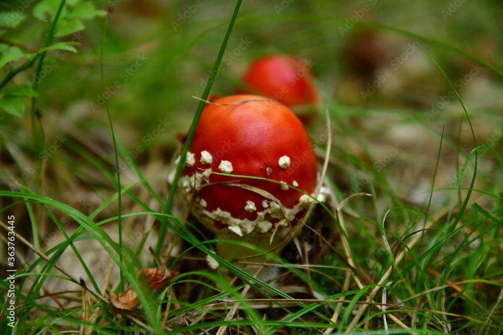 Twin flies mushrooms on the forest floor Twin flies mushrooms on the forest floor