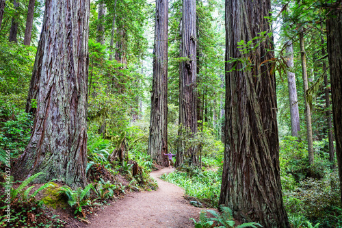 Dekoracja na wymiar  sequoia