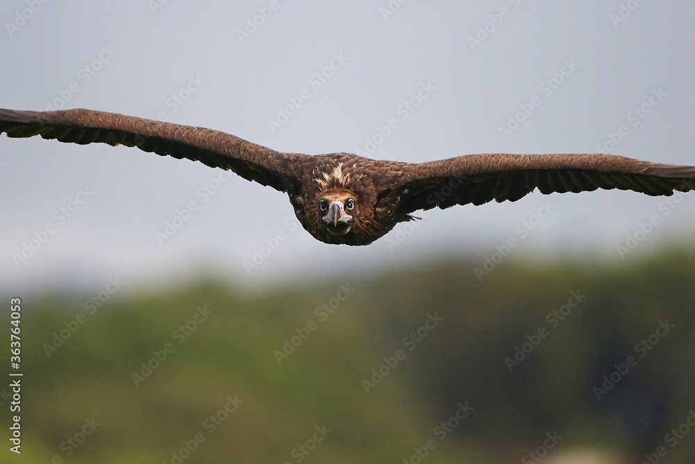 Black vulture (Aegypius monachus) in its natural enviroment