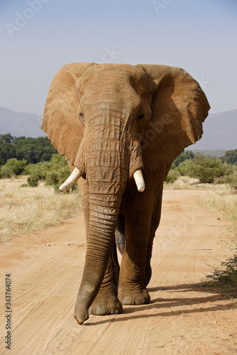 Bull elephant walking on dirt road, Samburu Game Reserve, Kenya
