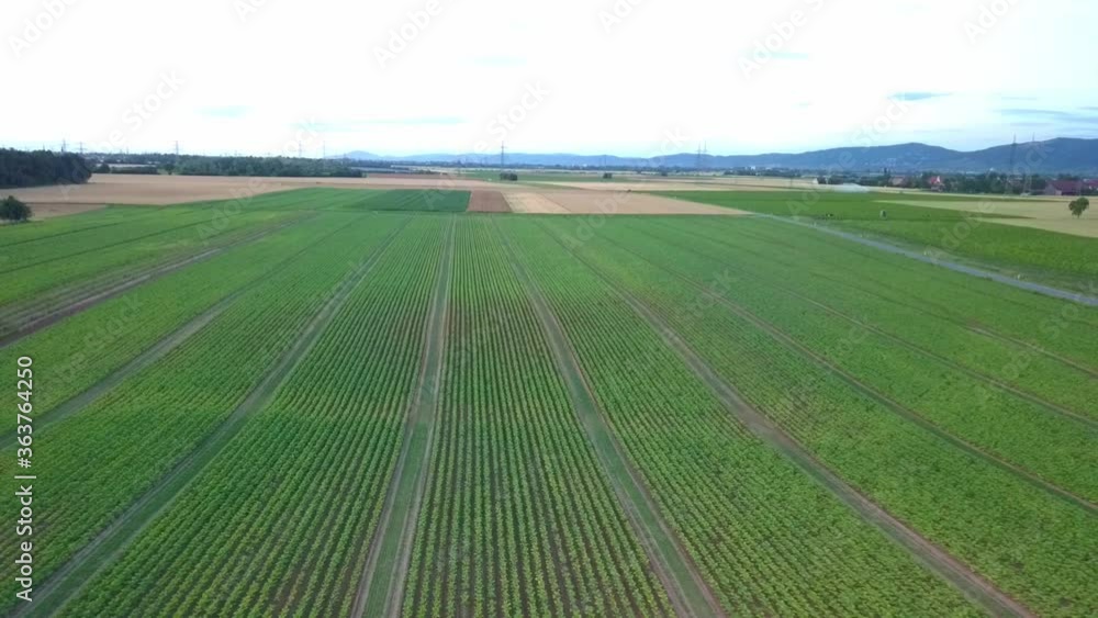 Aerial backward ascending view of rows of green crop field during day. Aerial backward ascending view of rows of green crop field during day.