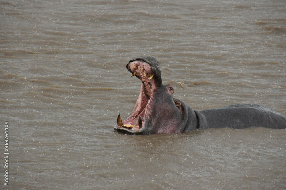 Fototapeta premium Hippopotamus in the Mara River, yawning in the rain, Masai Mara Game Reserve, Kenya