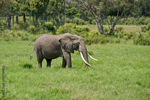 Bull elephant with long tusks feeding in grassland  Masai Mara Game Reserve  Kenya