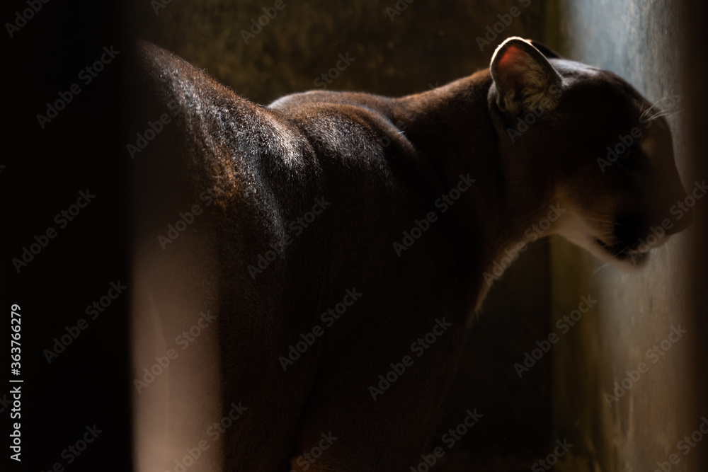 Fototapeta premium Cougars in the dark corner