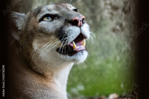 Φωτογραφία Cougars' faces
