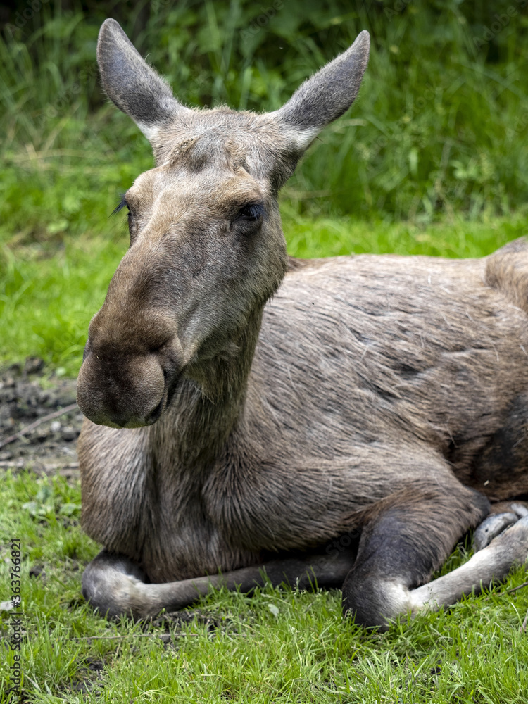 Moose, Alces alces, is the largest inhabitant of European forests, pictured in the female Moose, Alces alces, is the largest inhabitant of European forests, pictured in the female