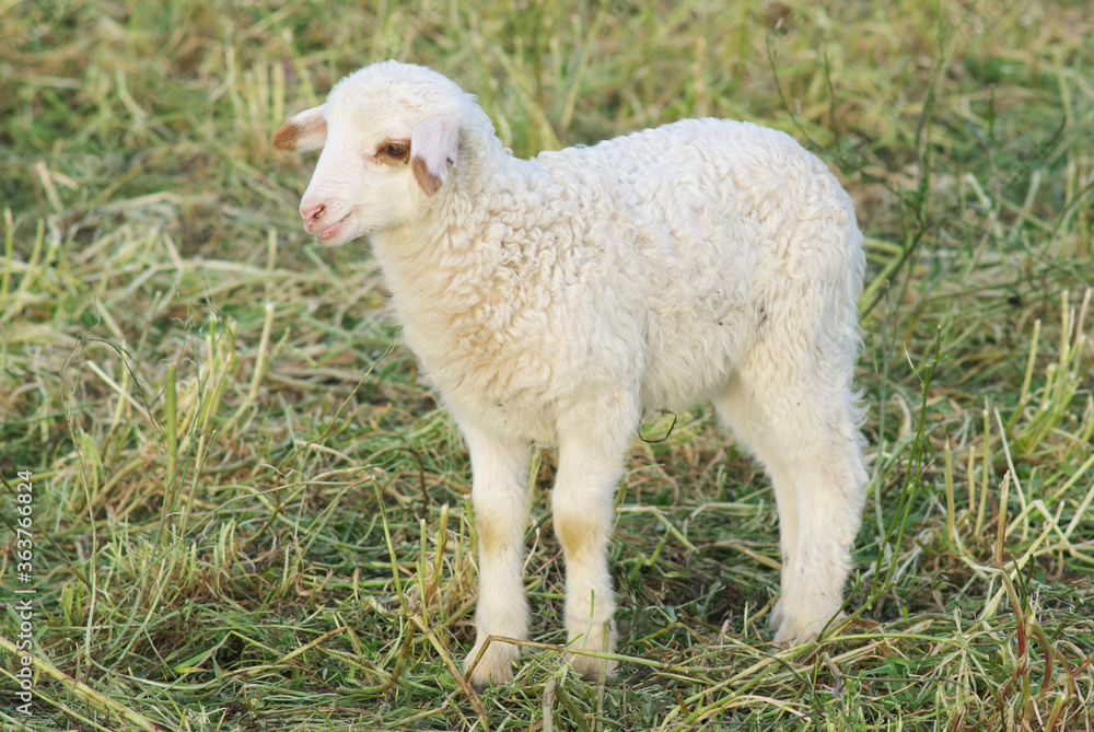 Obraz premium White Lamb Animal Farm In Sicily A Traditional Food Of Easter Holiday
