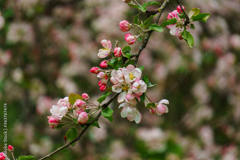 Tender pink flowers and buds of an apple tree on a branch in the garden. Tender pink flowers and buds of an apple tree on a branch in the garden.