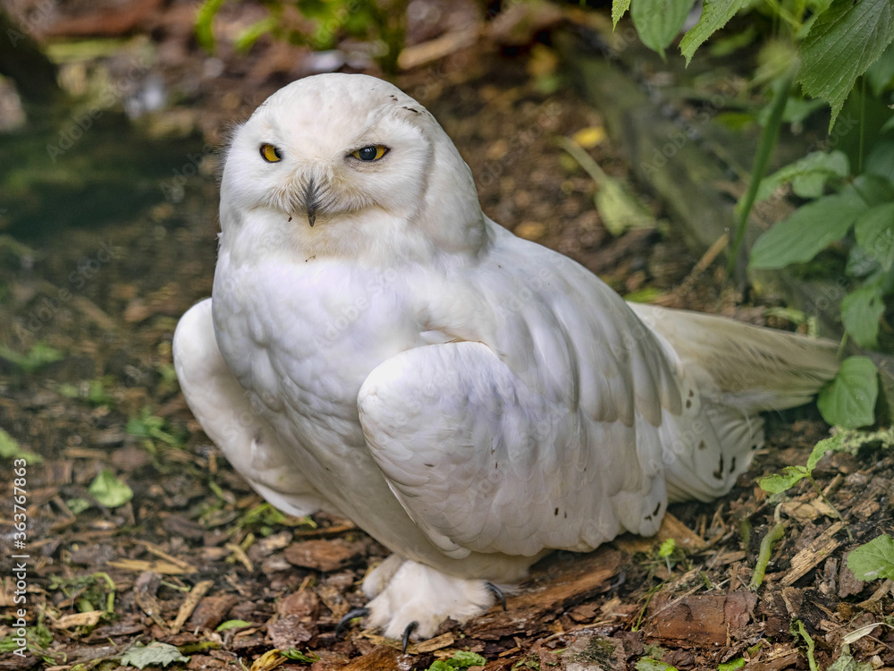 Obraz premium Portrait of a male Snowy Owl, Nyctea scandiaca, which, unlike the female, is colored white