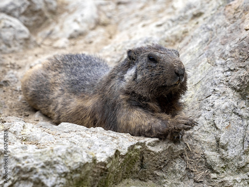 The Alpine Marmot  Marmota marmota  has large incisors and lives high in the European mountains