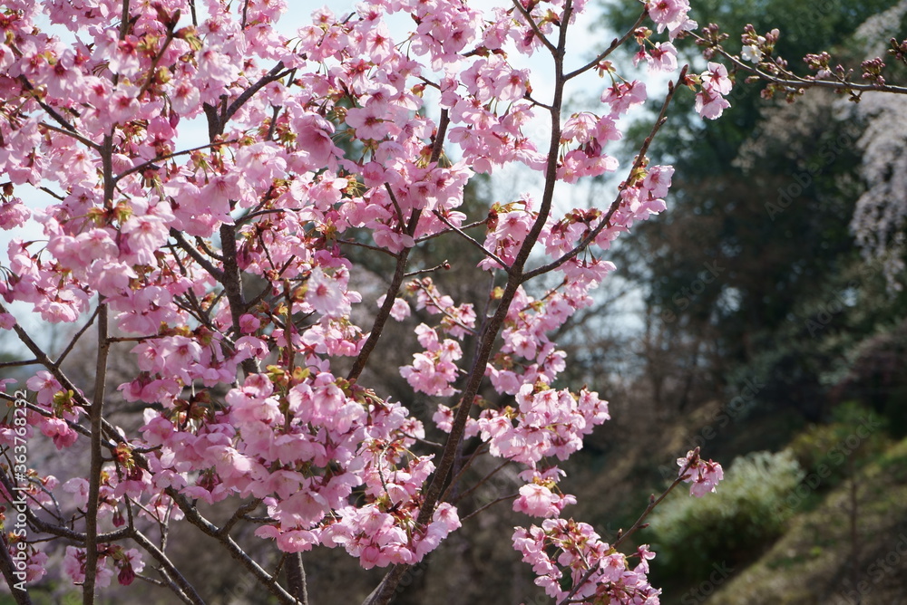 Bokeh image of a cherry blossoming Japanese castle Bokeh image of a cherry blossoming Japanese castle