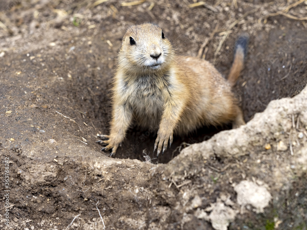 The black-tailed prairie dog, Cynomys ludovicianus, lives in colonies on the American prairies The black-tailed prairie dog, Cynomys ludovicianus, lives in colonies on the American prairies