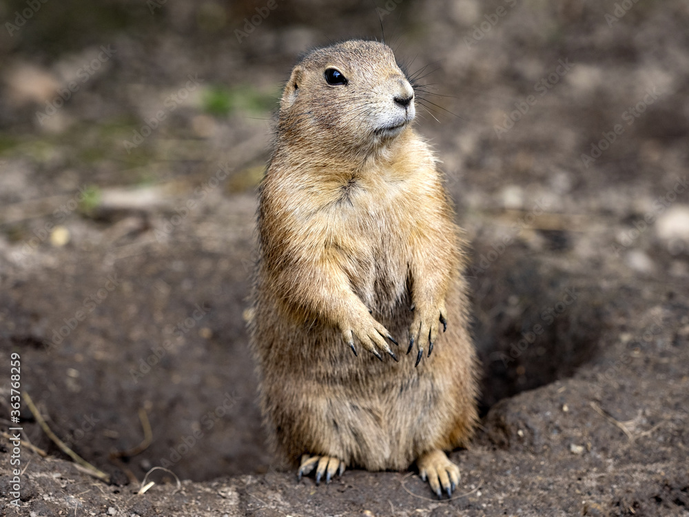 The black-tailed prairie dog, Cynomys ludovicianus, lives in colonies on the American prairies The black-tailed prairie dog, Cynomys ludovicianus, lives in colonies on the American prairies