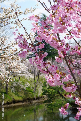 Bokeh image of a cherry blossoming Japanese castle photo