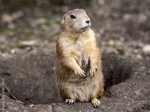 The black-tailed prairie dog, Cynomys ludovicianus, lives in colonies on the American prairies © vladislav333222