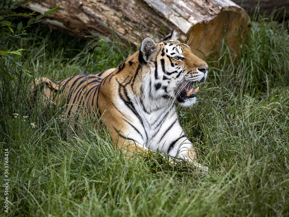 Fototapeta premium The Amur Tiger, Panthera tigris altaica, the largest tiger, lies and observes the surroundings