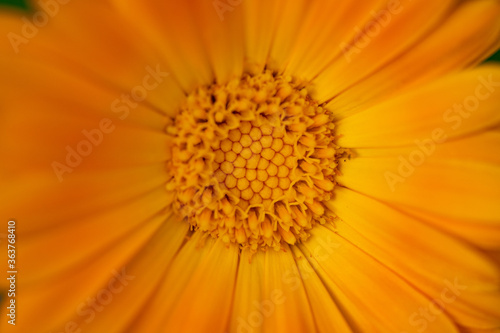 Calendula Orange Flower 