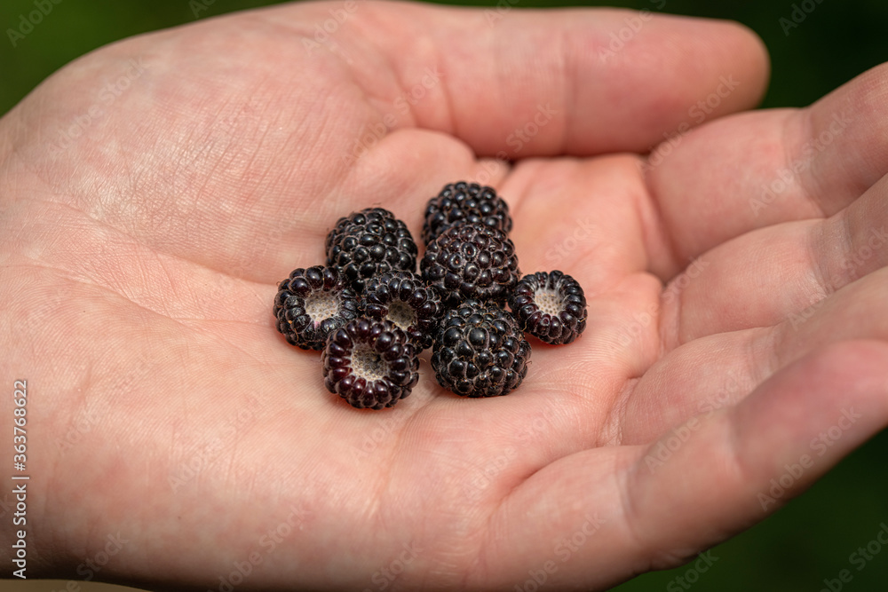 Handful of Blueberries Handful of Blueberries