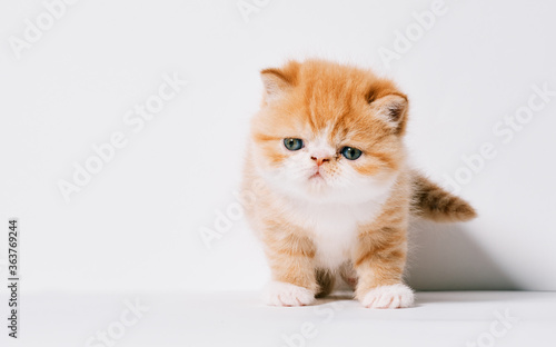 one month old orange and white exotic cat on isolated white background