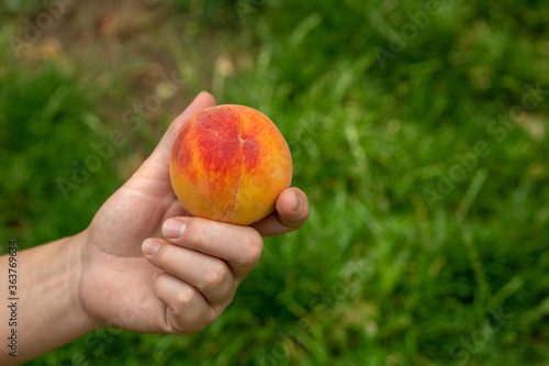 Peach in The Hand