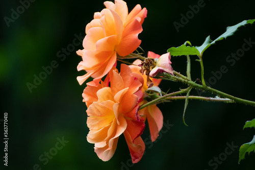 Close up of a beautiful flower in the garden at summer time