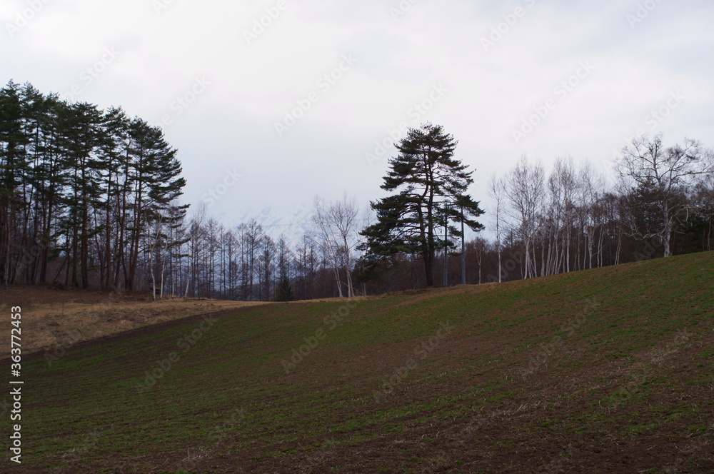 Obraz premium Buckwheat field after autumn harvest
