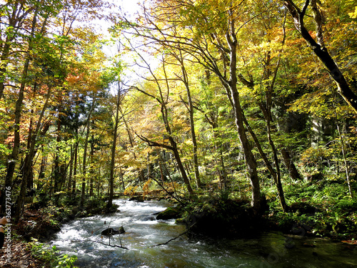 Autumn in Oirase Stream trail (奥入瀬の秋) in Aomori, JAPAN