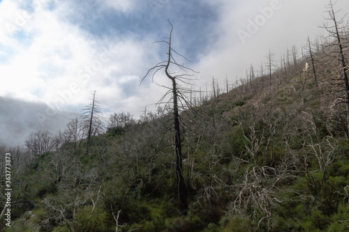 A Burned Tree at the Angeles National Forest, CA on a Foggy Morning