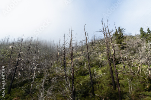 Burned Angeles National Forest, CA on a Foggy Morning