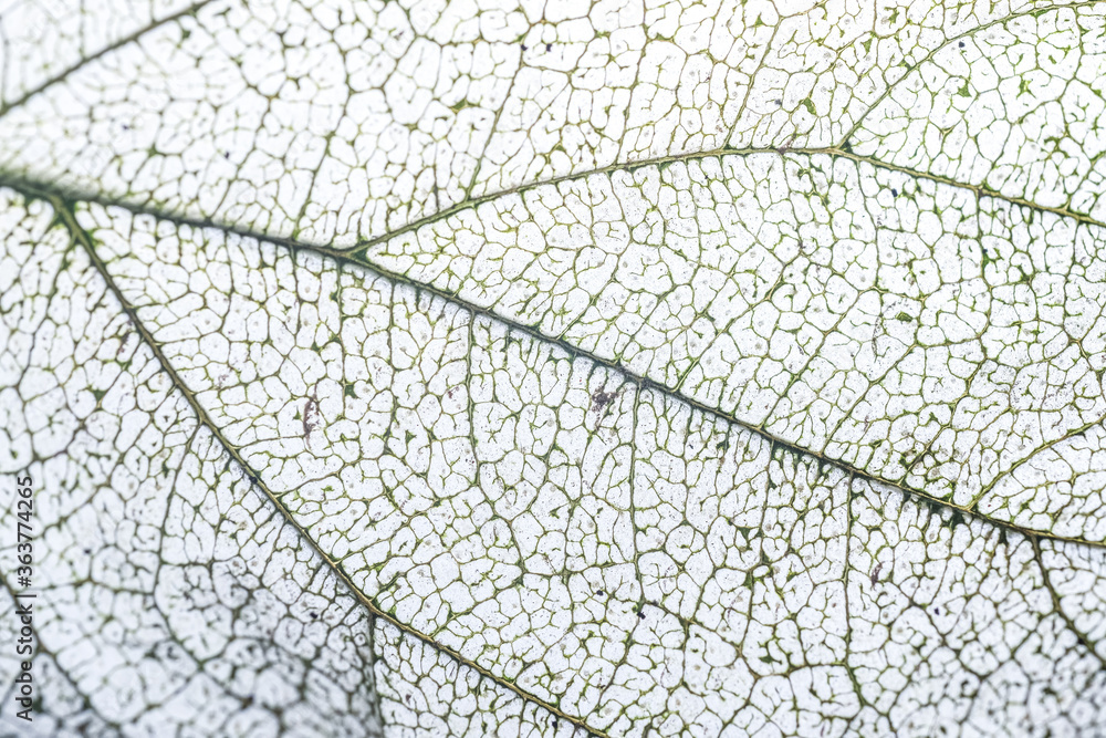 Obraz premium a leaf with skeleton 