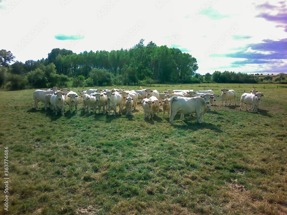Obraz premium troupeau de vaches dans une pâture